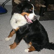 Berner sennenhund Aya*RIP*