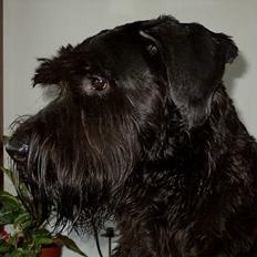 Riesenschnauzer Blackie
