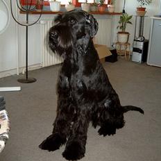 Riesenschnauzer Blackie