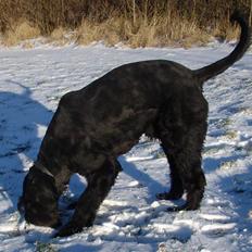 Riesenschnauzer Blackie