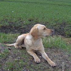 Labrador retriever Molly