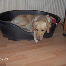 Labrador retriever Molly