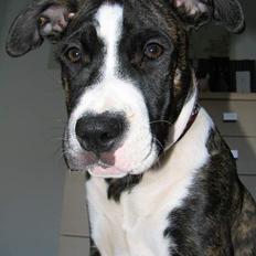 Amerikansk staffordshire terrier Tanja