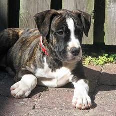 Amerikansk staffordshire terrier Tanja