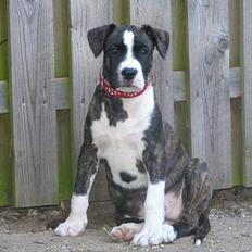Amerikansk staffordshire terrier Tanja