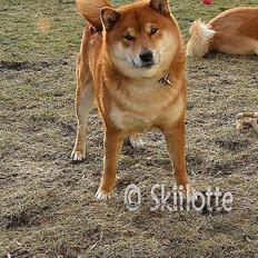 Shiba  - Luie *R.I.P*