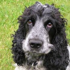 Cocker spaniel Balder