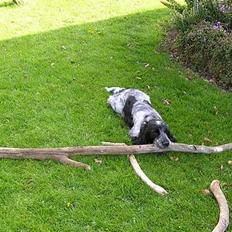 Cocker spaniel Balder