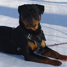 Rottweiler TYSON 