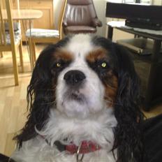Cavalier king charles spaniel Ziggy 