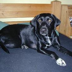 Blanding af racer Shiva