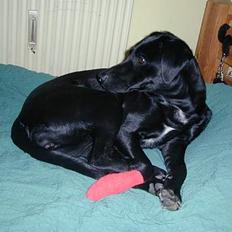 Blanding af racer Shiva