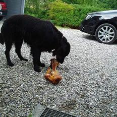 Flat coated retriever Jack Silkitts (i himlen)