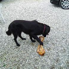 Flat coated retriever Jack Silkitts (i himlen)