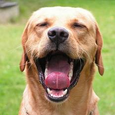 Labrador retriever Malick