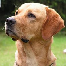 Labrador retriever Malick