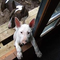 Bullterrier Vili
