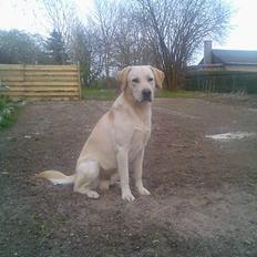 Labrador retriever Kenzo