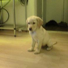 Labrador retriever Kenzo