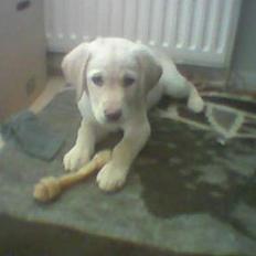 Labrador retriever Kenzo