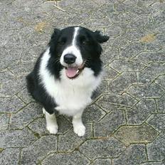 Border collie Leika (San Har) R.I.P 