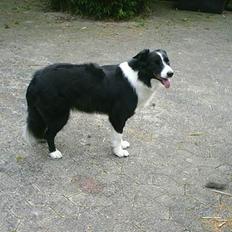 Border collie Leika (San Har) R.I.P 