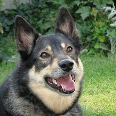 Finsk hyrdehund  *** Sakki ***