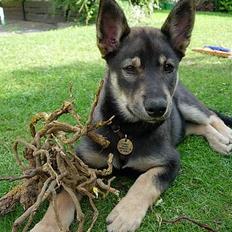 Finsk hyrdehund  *** Sakki ***