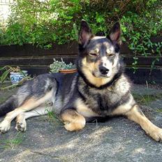 Finsk hyrdehund  *** Sakki ***