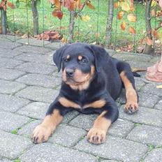 Rottweiler Tosca *Cue Beauty*