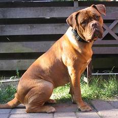 Dogue de bordeaux Freja - Død marts 2012.