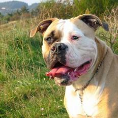 Amerikansk bulldog Østergaard's Chanti +Død 