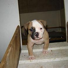 Amerikansk bulldog Østergaard's Chanti +Død 