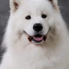 Samojedhund Cabaka´s GioVanni 