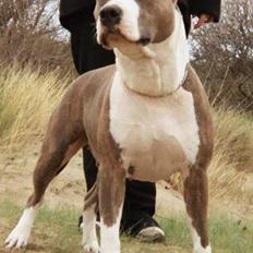 Amerikansk staffordshire terrier Blue Gardian Shadows Cool