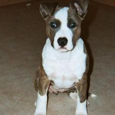Amerikansk staffordshire terrier Blue Gardian Shadows Cool