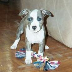 Amerikansk staffordshire terrier Blue Gardian Shadows Cool