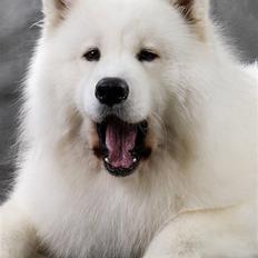 Samojedhund Cabaka´s GioVanni 