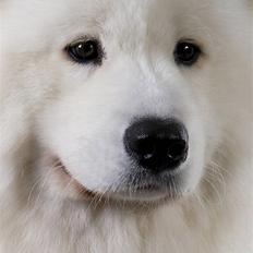 Samojedhund Cabaka´s GioVanni 