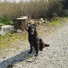 Flat coated retriever Jack Silkitts (i himlen)