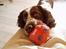 Engelsk springer spaniel Basse
