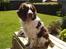 Engelsk springer spaniel Basse