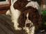 Engelsk springer spaniel Basse - Basse træder rundt på bordet for at finde den rigtige plads til at blive børstet...