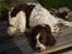Engelsk springer spaniel Basse - Det er hårdt at blive børstet da - han blir helt træt