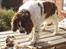 Engelsk springer spaniel Basse - Har alt det pels været på MIG?