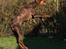 Dobermann Carina Al-Bet R.I.P. - Flyvende farmor.........