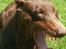 Dobermann Carina Al-Bet R.I.P. - Ha ha ha ha ha ha ha ha ha............ ;o)