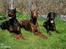 Dobermann Carina Al-Bet R.I.P. - Vores tøser ;o)