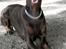 Dobermann Carina Al-Bet R.I.P. - Ronja viser at hun gerne vil have en hundekiks