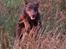 Dobermann Carina Al-Bet R.I.P. - Ronja i fuld firspring 